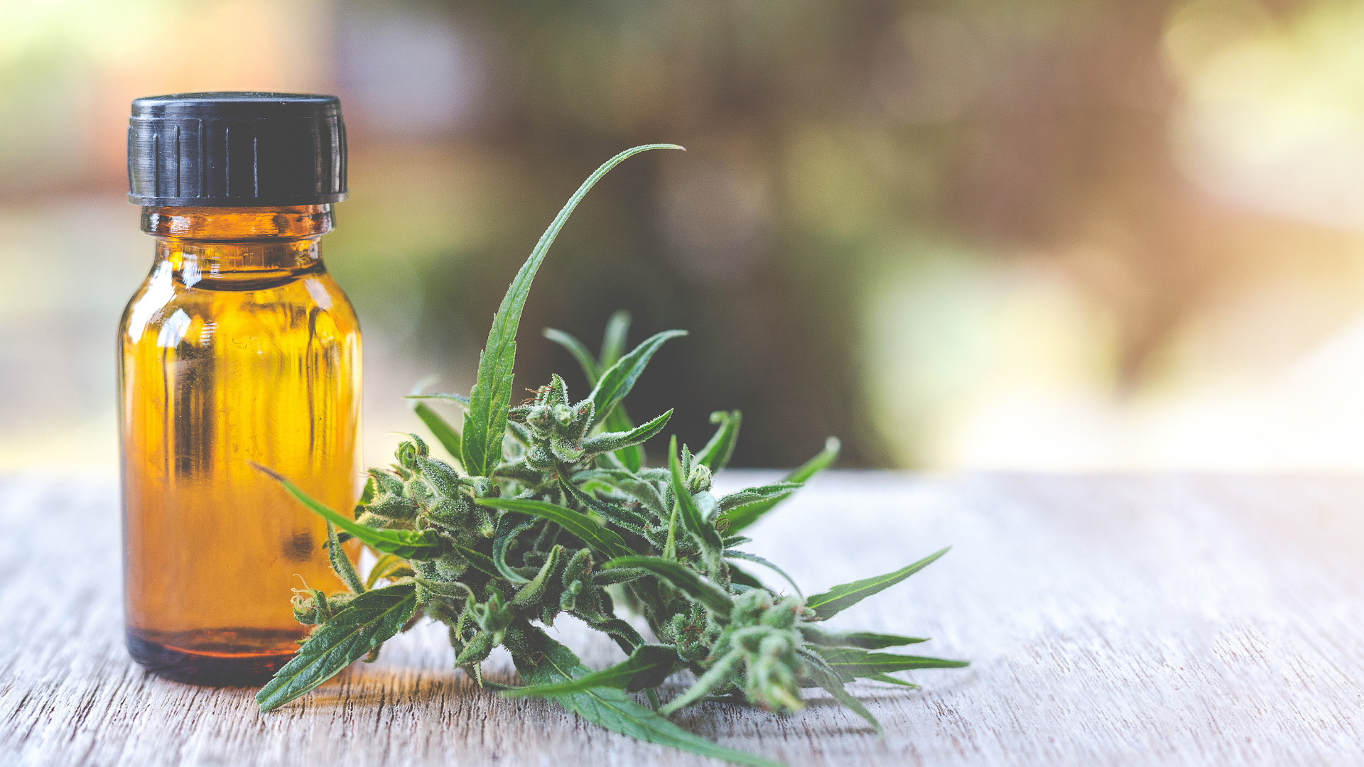 Cannabis e extração da cannabis